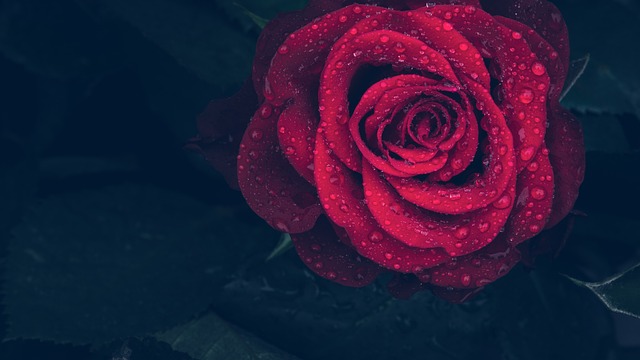 rose-3407234_640